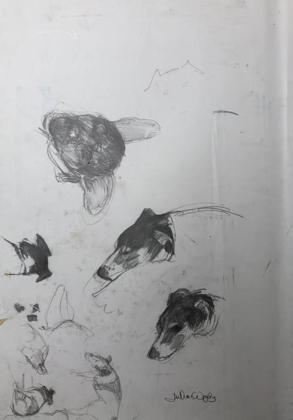 Jack Russell studies